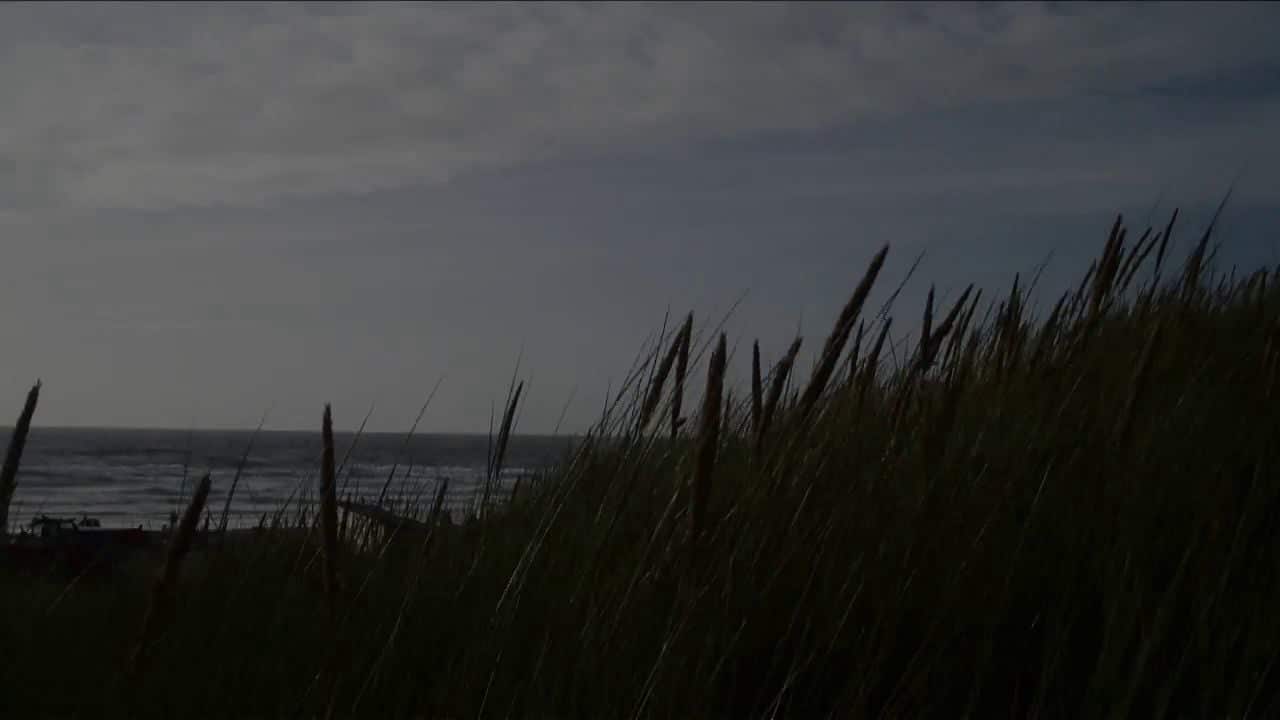 Grasses sway in a coastal breeze at dusk with a view of the ocean in the background.